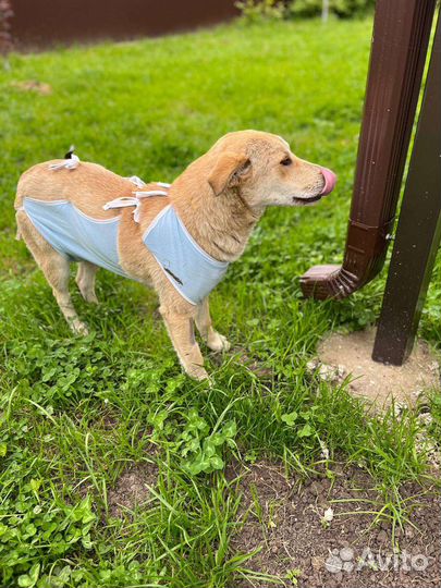 Собака в добрые руки щенок