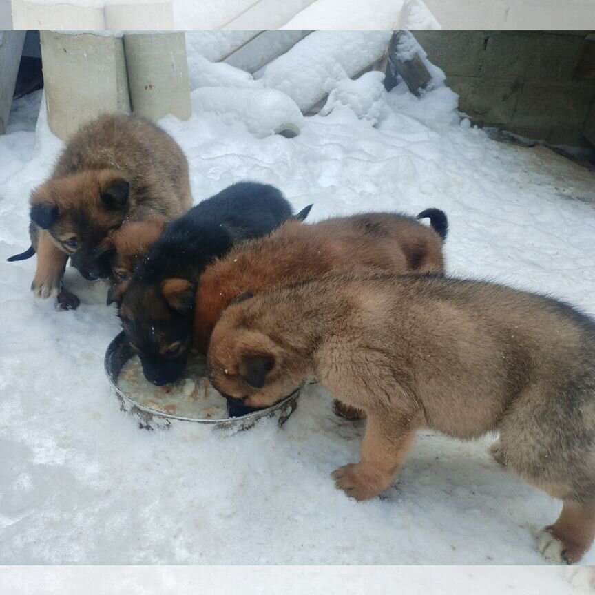 Щенки сторожевой собаки