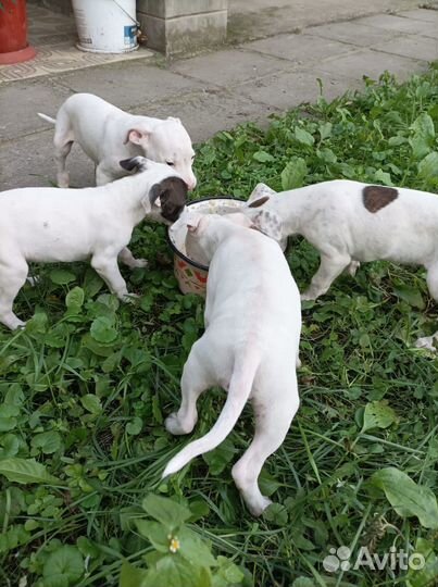 Щенки аргентинского дога