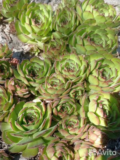 Молодило (каменная роза) 3 вида