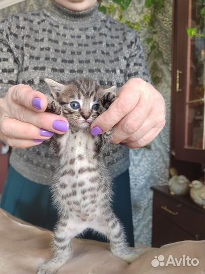 Кошка в дар бесплатно