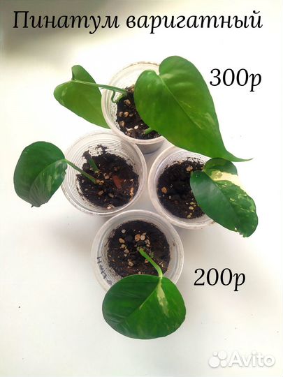 Филодендрон сциндапсус