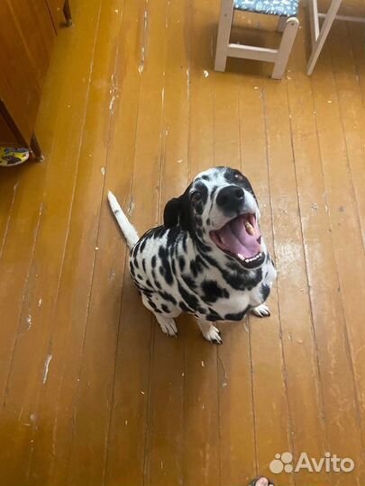 Брюс ищет дом