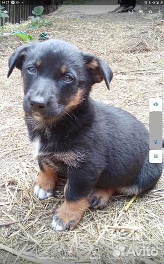 Щенки компактные, коротколапые