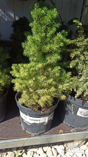 Туя, Сосна обыкновенная, Ель Сербская