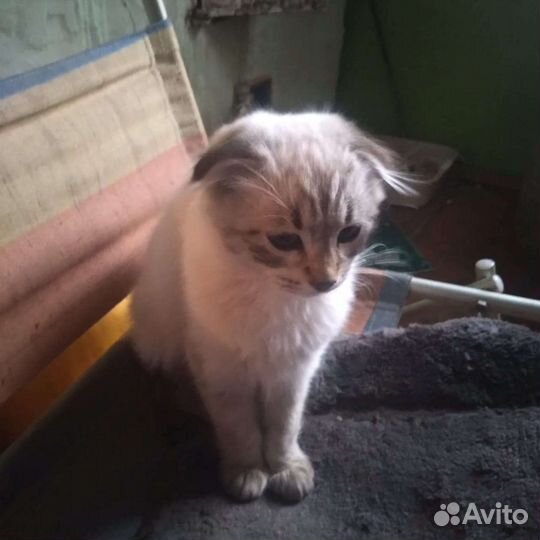 Кошка в дар бесплатно