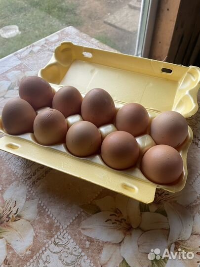 Сыр Молоко Яйцо