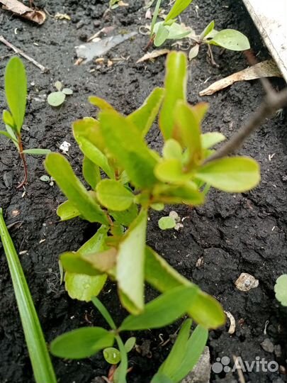 Айва японская