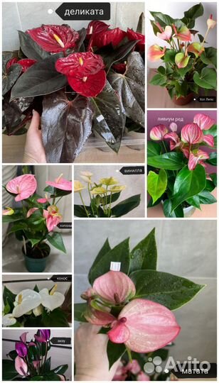 Антуриумы,Калатея,Фикусы,и др