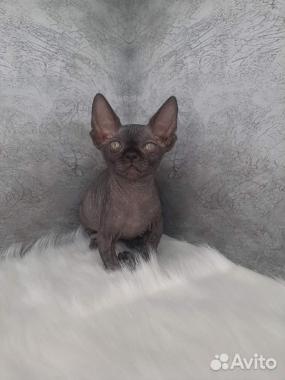 Канадский сфинкс