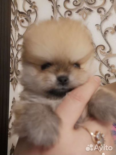 Померанский шпиц