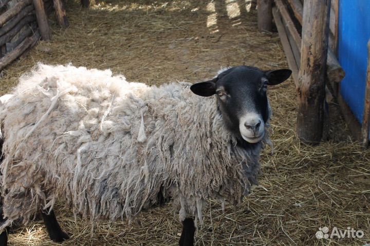 Романовские овцы 5 штук
