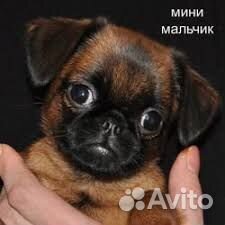 Брабансончики