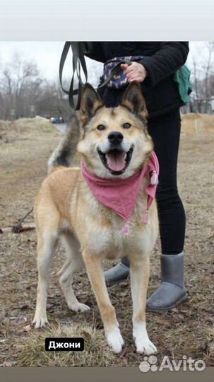 Собака в добрые руки