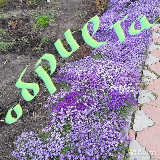 Цветы многолетние садовые