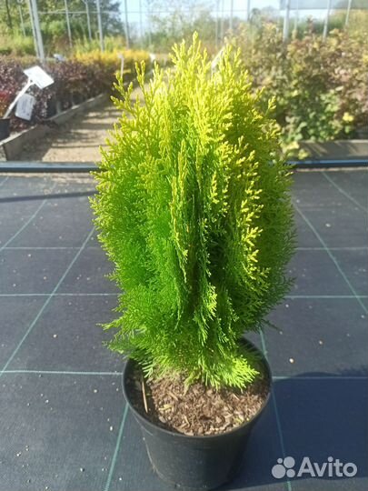 Туя Аурея Нана С3 Н40