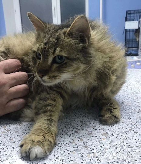 Кошка в дар