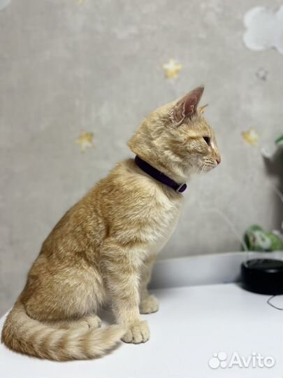 Рыжий котенок