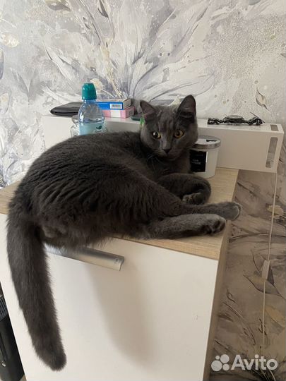 Британский кот 1 год