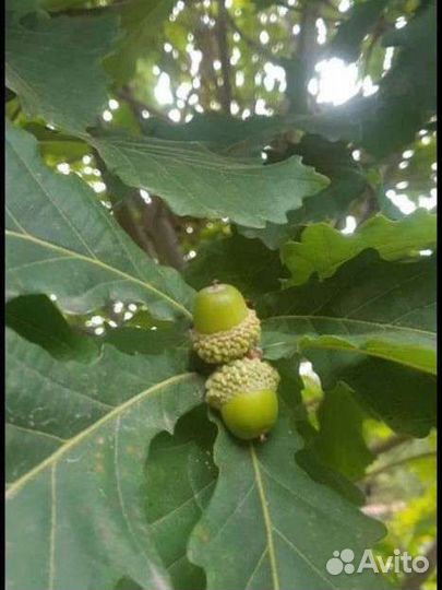 Дубочки миндаль абрикос фундук калина Бульденеж