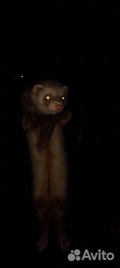 Домашний хорек с клеткой