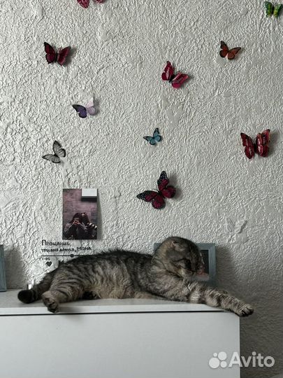 Британская