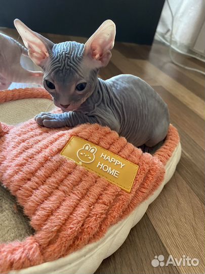 Донской сфинкс котята