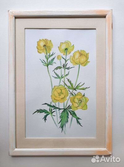 Картина, ботаническая акварель