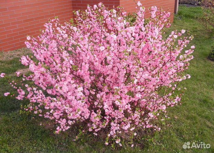 Саженцы плодово- ягодных и декоративных растений