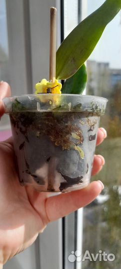 Cattleya triumphans (rex x dowiana aurea)