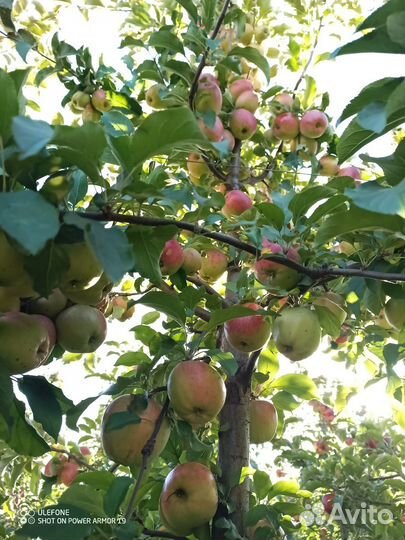 Яблоки