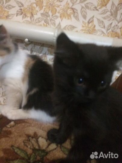 Кошки бесплатно