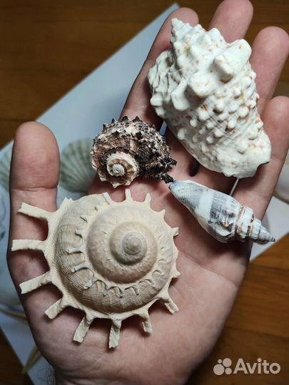 Набор красивых ракушек