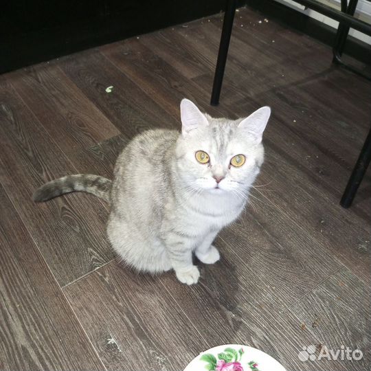 Шатланская кошка