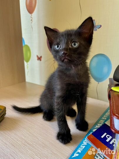 Отдам котика в добрые руки