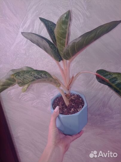 Аглаонема Чатра монгол