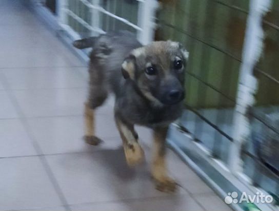 Привитый Райт - щенок-мальчик 4 мес в хор руки