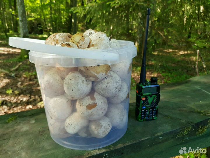 Гриб весёлка