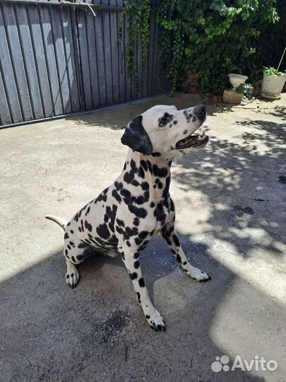 Далматин вязка