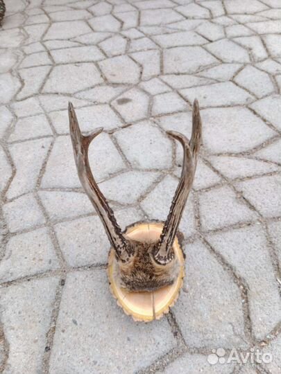 Рога изюбря, косули