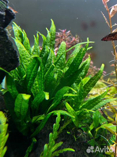 Аквариумные растения, креветки