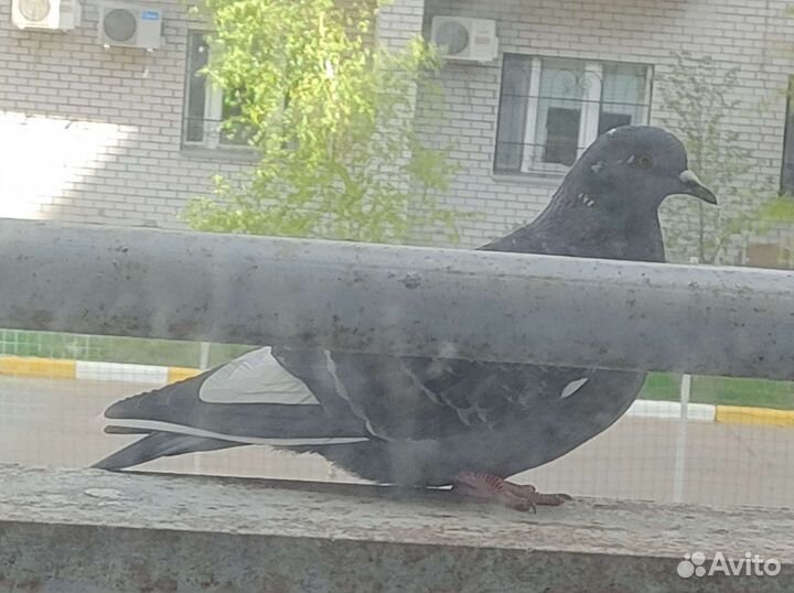 Инкубационное яйцо голубя