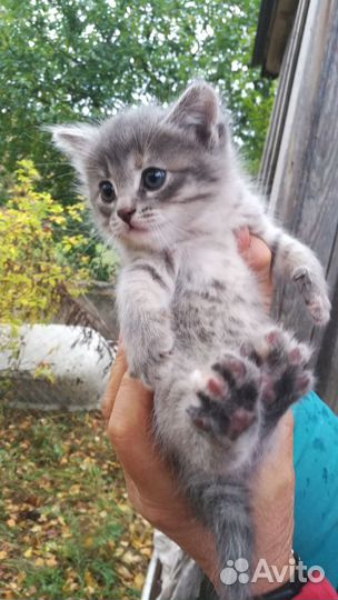 Кошка в дар бесплатно