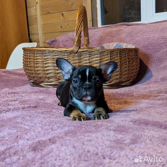 Французский бульдог девочка