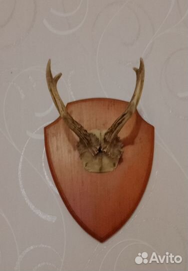 Рога косули