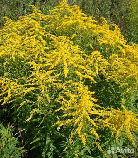 Золотарник многолетний