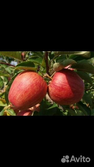 Яблоня Камео фуджи макинтош и другие
