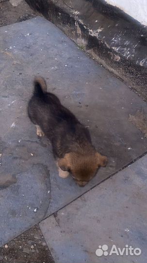 Щенки от маленькой собачки в дар