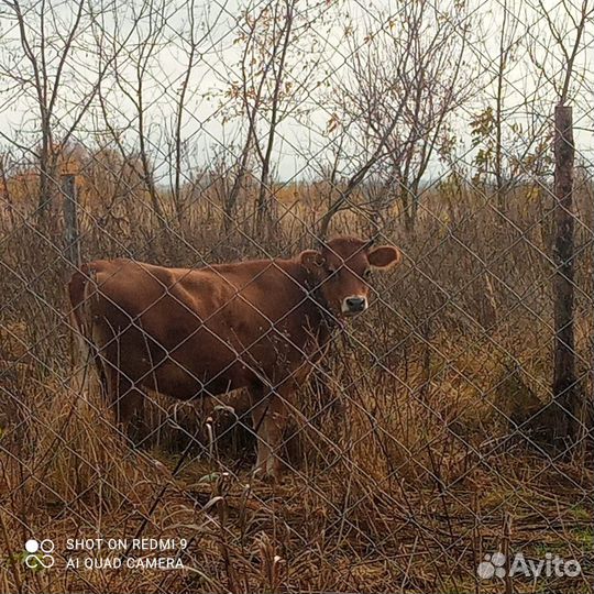 Нетель джерси