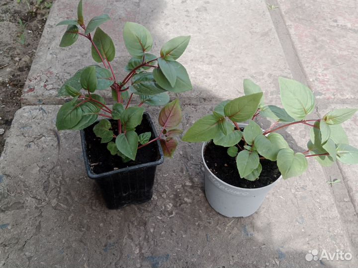 Фуксия,пеларгония